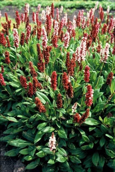 Persicaria aff. 'Darjeeling Red' - ↕10-25cm - Ø9cm - 12x