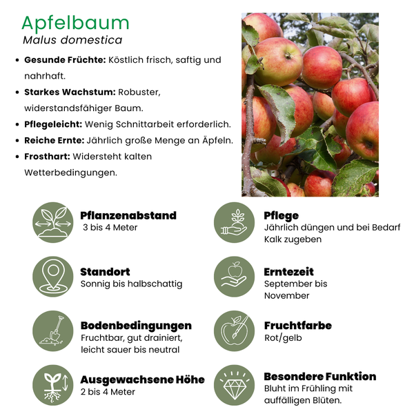 Biologische Appelboom Malus - 1x - ↕60cm - Ø20cm