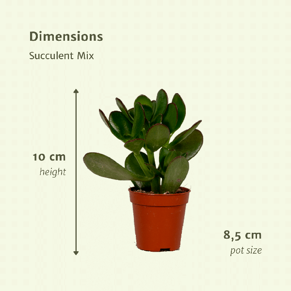 Vetplanten Mix - 18 stuks - 10 cm - Ø8,5