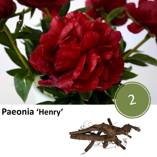 Pioenrozen - Paeonia 'Henry' - 2x