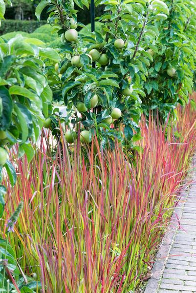 Imperata cylindrica 'Red Baron' - ↕10-25cm - Ø9cm - 40x