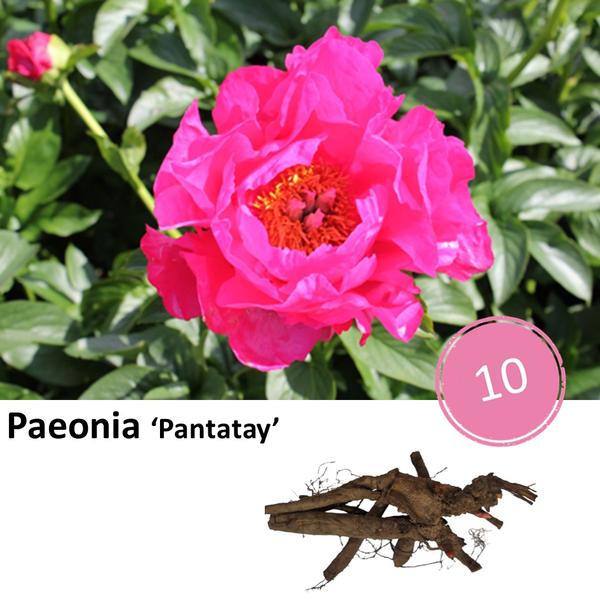 Pioenrozen - Paeonia 'Pantatay' - 10x