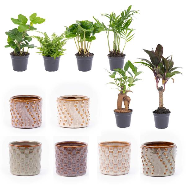 Mini-plant set 6 - Inclusief pot set Madrid