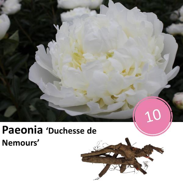 Pioenrozen - Paeonia 'Duchesse de Nemours' - 10x