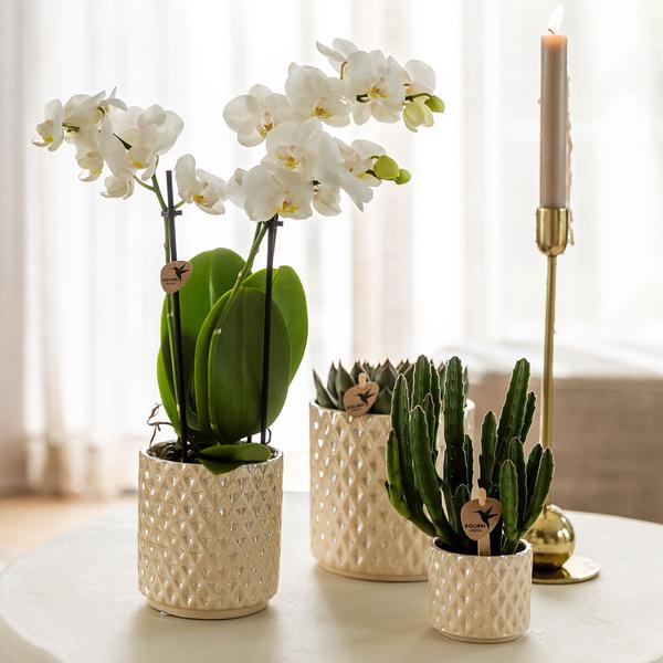 Kolibri Company | Plantenset Diamond Pearl Kerst | Witte Phalaenopsis Orchidee Lausanne + Mini Kerstboom incl. keramieken sierpotten