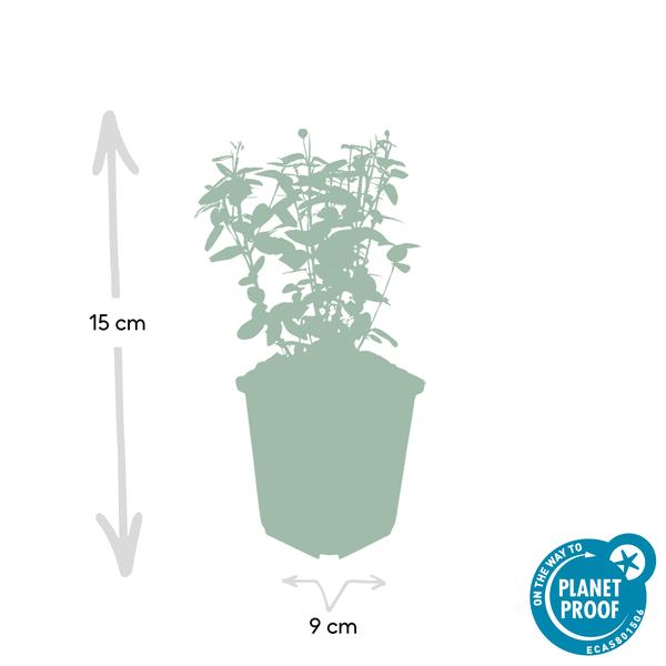 Euonymus fortunei radicans - ↕25cm - Ø9cm - 6x