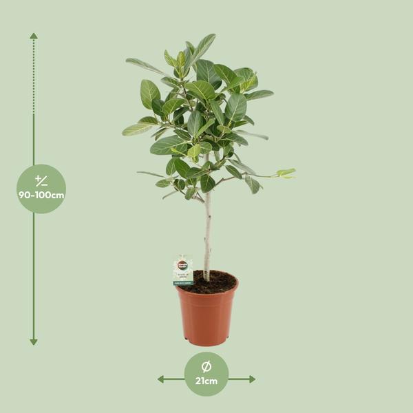 Ficus Benghalensis Petite Audrey - Ø21cm - ↕75cm