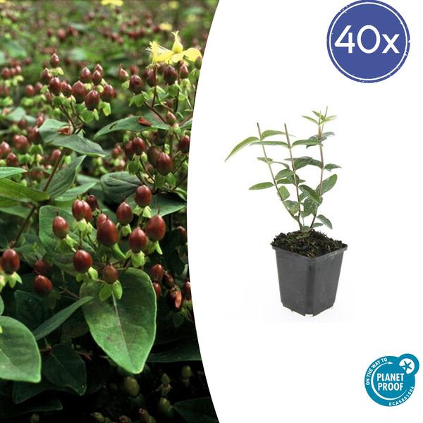 Hypericum inodorum 'Rheingold' - ↕10-25cm - Ø9cm - 40x