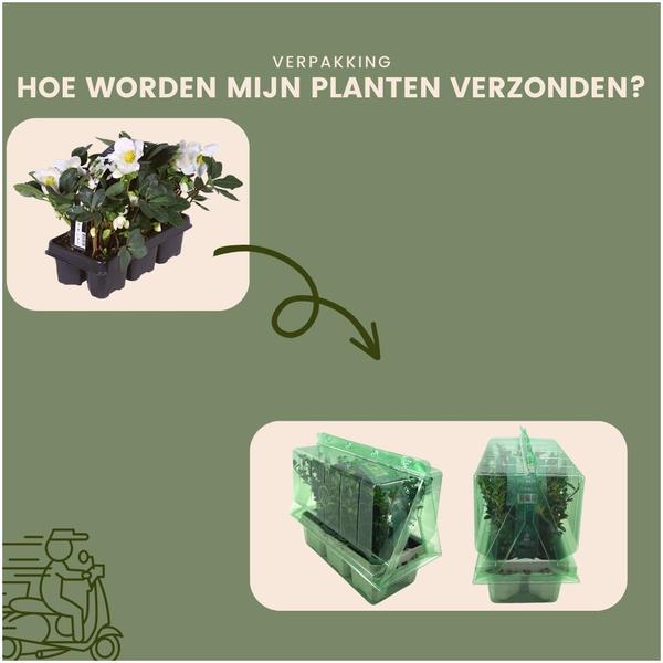 Set van 48 kerstroos planten | 48x Helleborus niger 'Christmas Carol' | Ø7cm  | ↕20cm