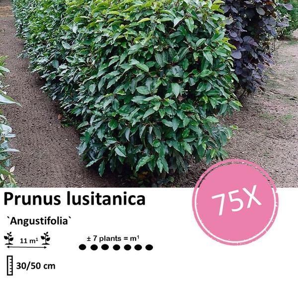 Prunus lusitanica `Angustifolia`- ↕30-50cm - blote wortel - 75x