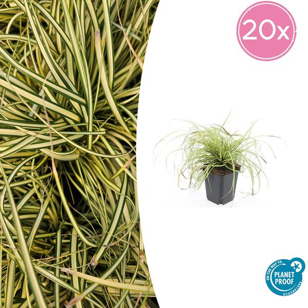 Carex oshim. 'Evergold'  - ↕10-25cm - Ø9cm - 20x