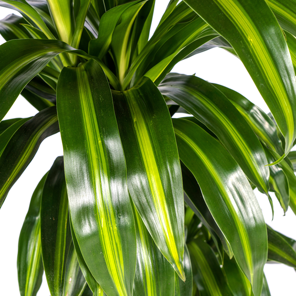 Dracaena Deremensis Hawaiian Sunshine Ø21cm - ↕100cm