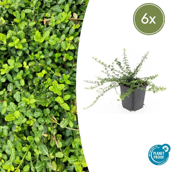 Euonymus fort. 'Minimus' - ↕10-25cm - Ø9cm - 6x