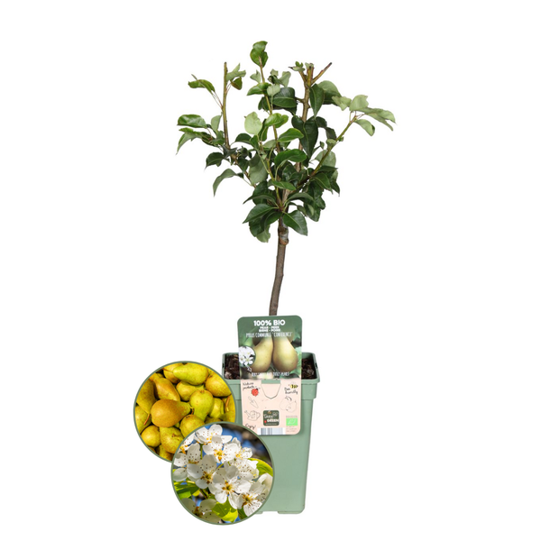 Biologische Perenboom Pyrus - 1x - ↕60cm - Ø20cm