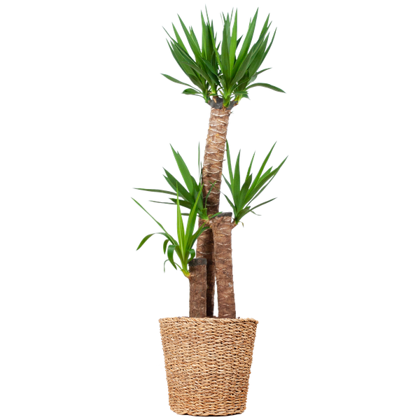 Yucca XL met Torun mand - ↕125cm - Ø24cm