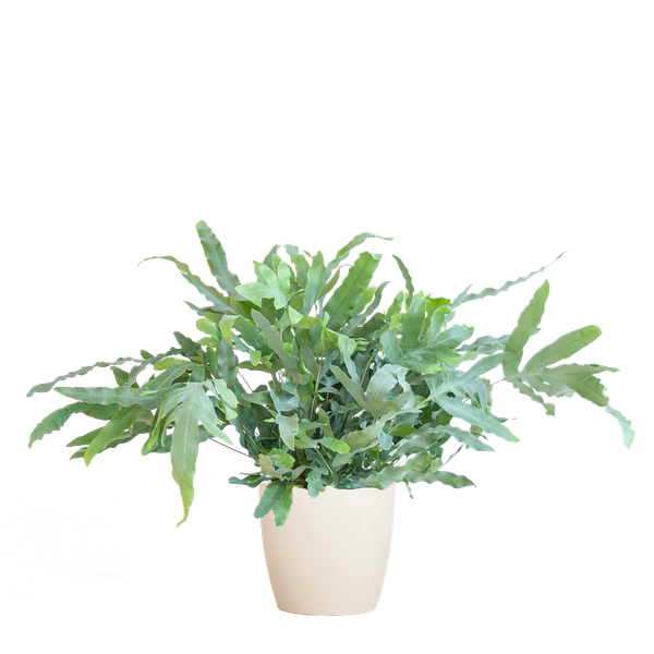 Phlebodium Aureum 'Blue Star' met Viber wit - ↕40cm - Ø17cn