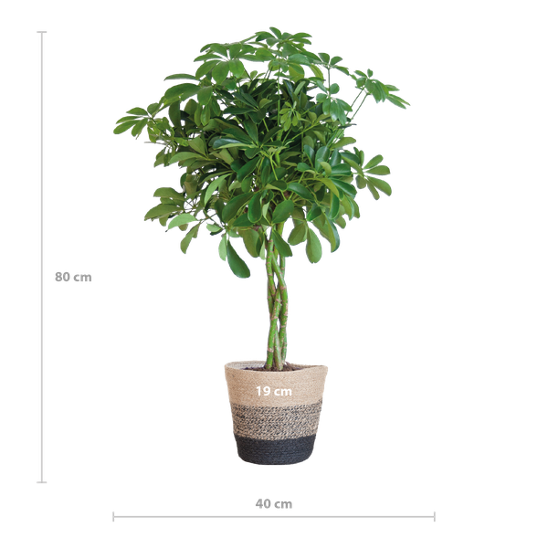 Schefflera Arab Nora met Mand Lissabon zwart - ↕70cm - Ø21cm