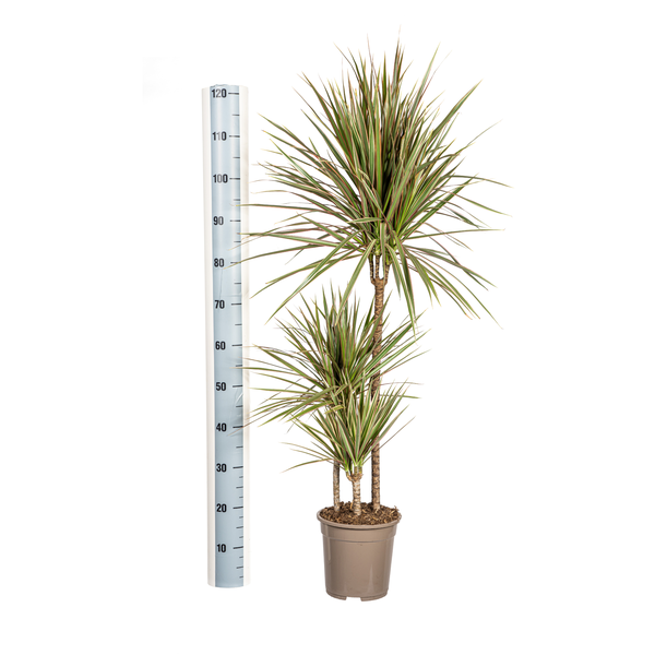 Dracaena Marginata Bicolor Ø21cm - ↕120cm