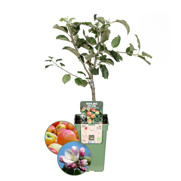 Biologische Appelboom Malus - 1x - ↕60cm - Ø20cm