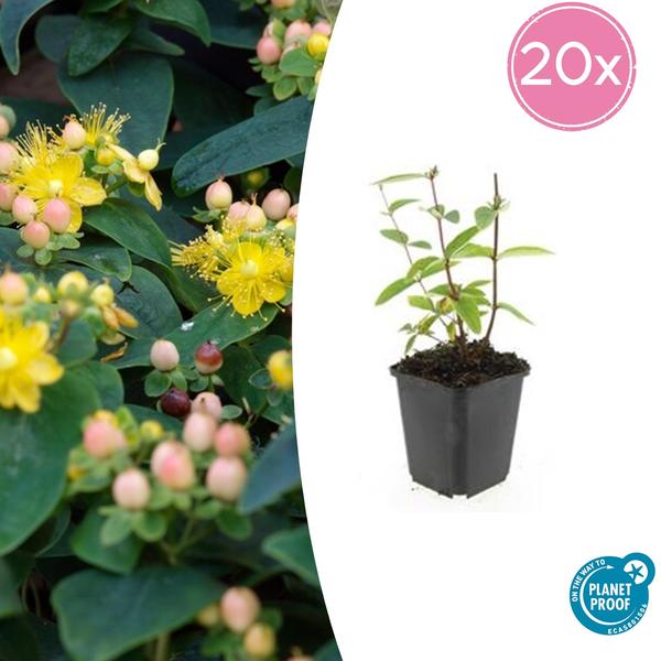 Hypericum inodorum 'Annebel' - ↕10-25cm - Ø9cm - 20x