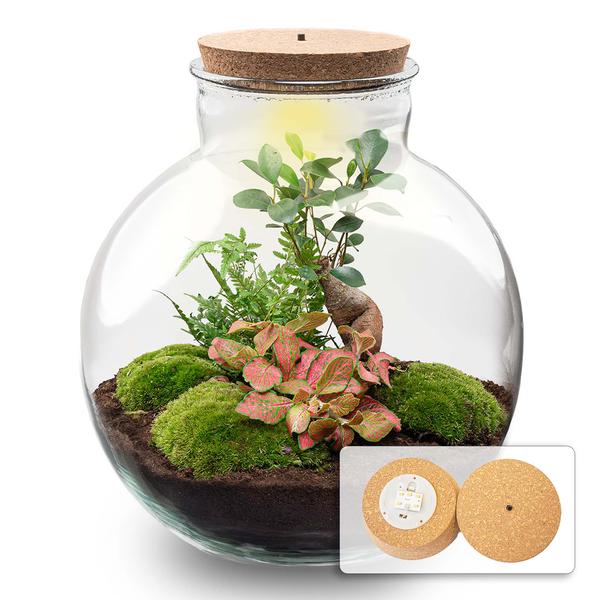 Terrarium Pot - Bolder Bob Bonsai + Led verlichting in kurk