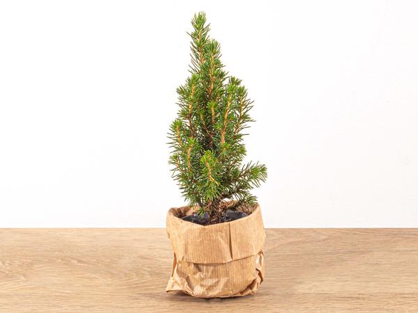 Baby Christmas tree - ↕15-20 cm - Ø 6 cm - Picea Glauca Perfecta