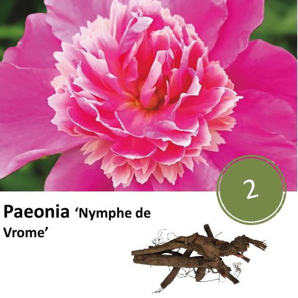 Pioenrozen - Paeonia 'Nymph de Vrome' - 2x