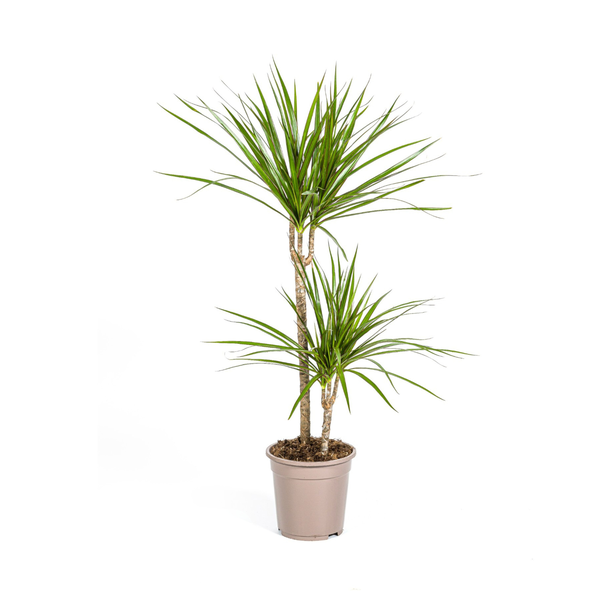 Dracaena Marginata Green - ↕80cm - Ø19cm