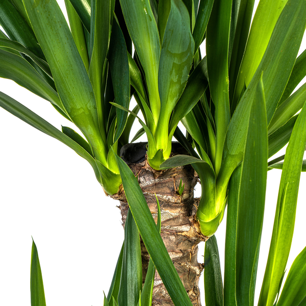 Yucca Elephantipes ↕100cm - Ø21cm