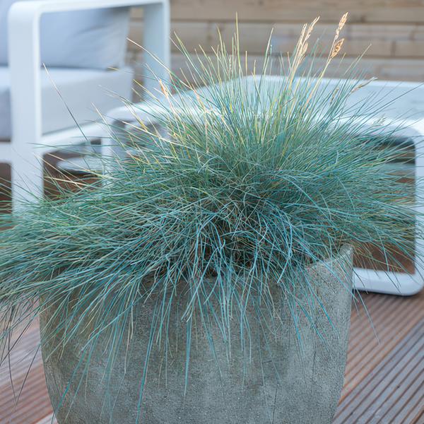 Festuca glauca 'Elijah Bleu' - ↕10-25cm - Ø9cm  - 6x