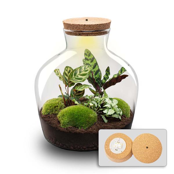 Terrarium Pot - Fat Joe + LED - ↑ 30 cm