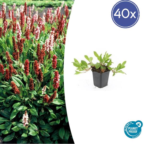 Persicaria aff. 'Darjeeling Red' - ↕10-25cm - Ø9cm - 40x