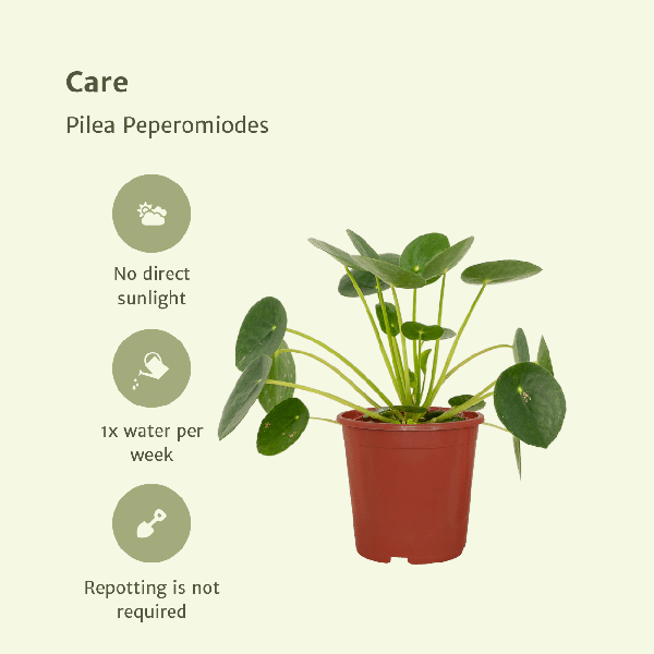 2x Pilea Peperomiodes - Pannekoekplant - 20cm - ø12