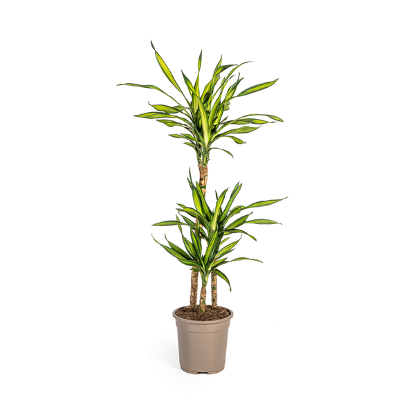 Dracaena Deremensis Rikki Ø21cm - ↕100cm