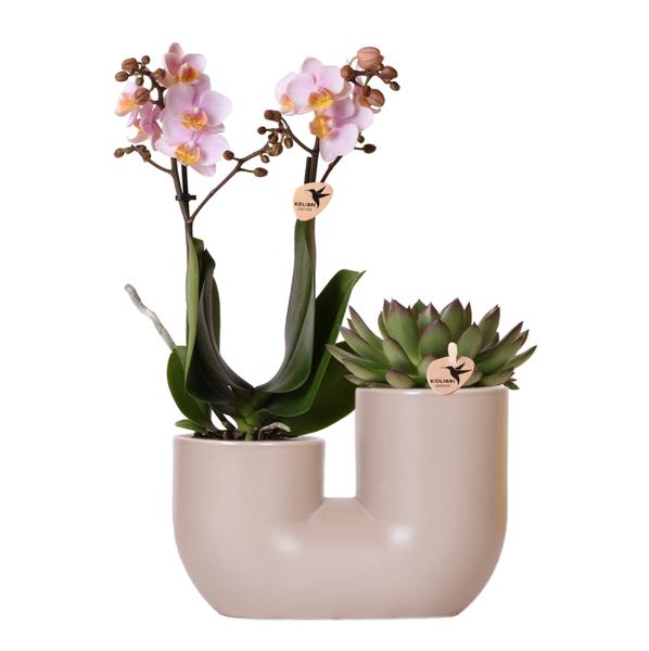 Kolibri Orchids | Set van roze orchidee Andorra en Succulent in Tube sierpot Sand - potmaat Ø9cm | bloeiende kamerplant - vers van de kweker