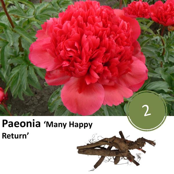 Pioenrozen - Paeonia 'Many Happy Return' - 2x