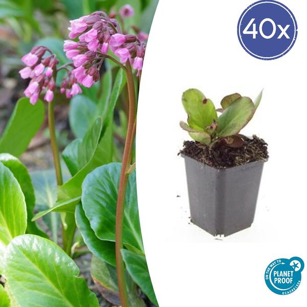 Bergenia cordifolia 'Herbstblüte'  - ↕10-25cm - Ø9cm - 40x