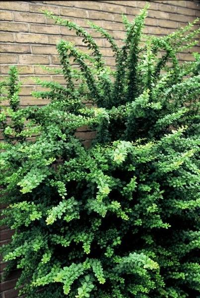 Berberis thunbergii -  ↕30-50cm - blote wortel - 75x