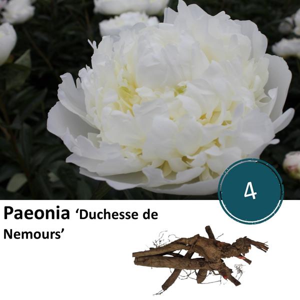 Pioenrozen - Paeonia 'Duchesse de Nemours' - 4x