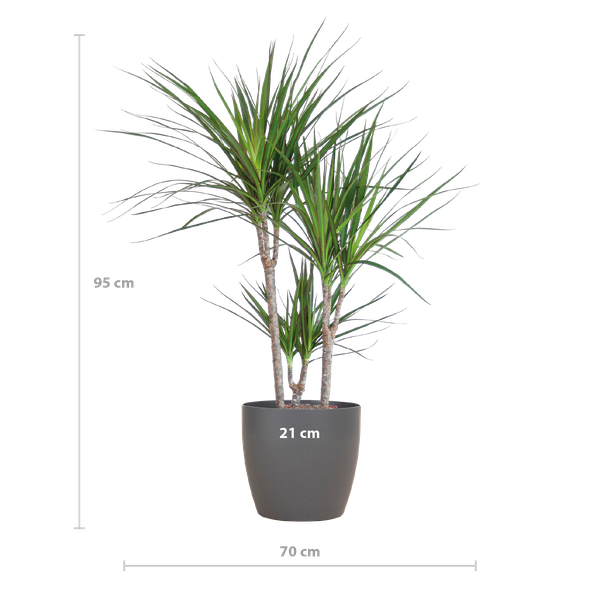 Dracaena Marginata met Viber pot grijs - 95cm - Ø21