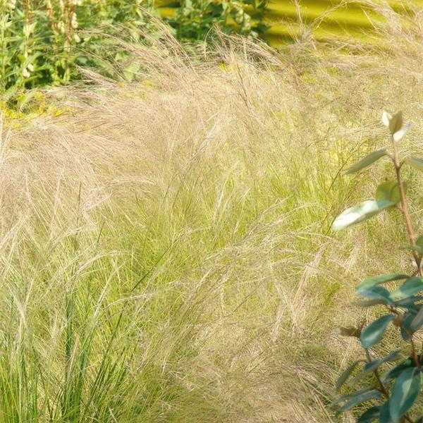 Stipa tenuissima 'Ponytails' - ↕10-25cm - Ø9cm - 6x