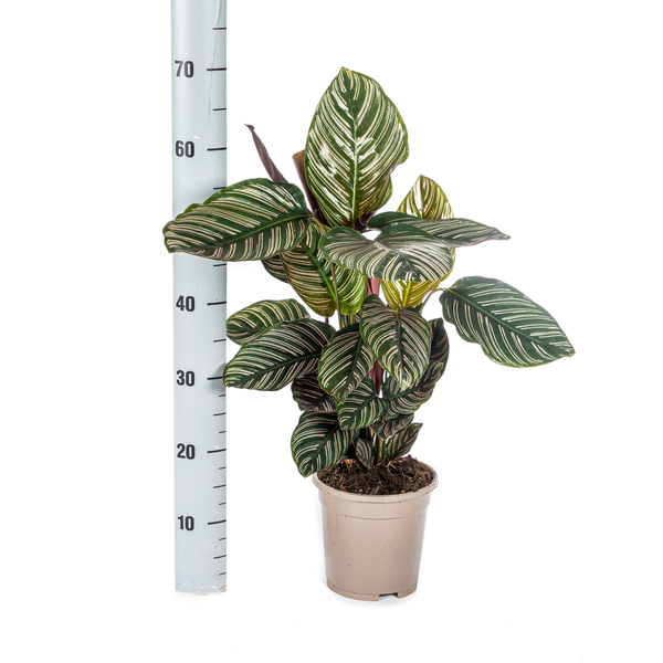 Calathea Ornata Sanderiana - ↕45cm - Ø17cm