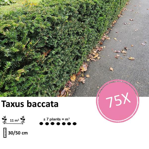 Taxus baccata - ↕30-50cm - blote wortel - 75x