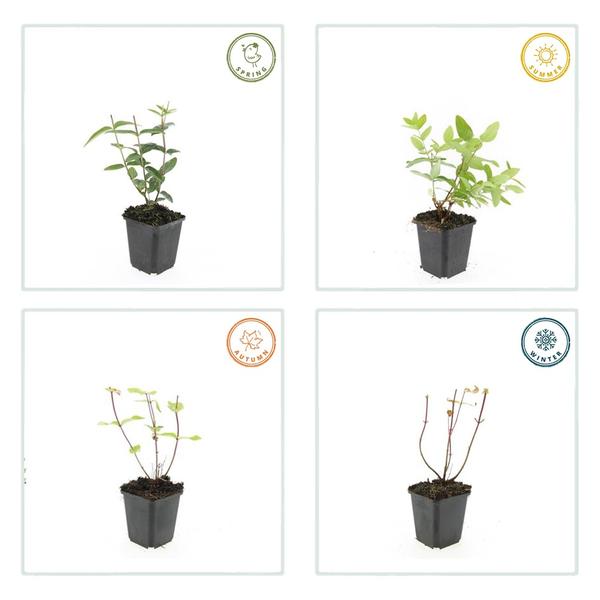 Hypericum inodorum - ↕10-25cm - Ø9cm - 40x