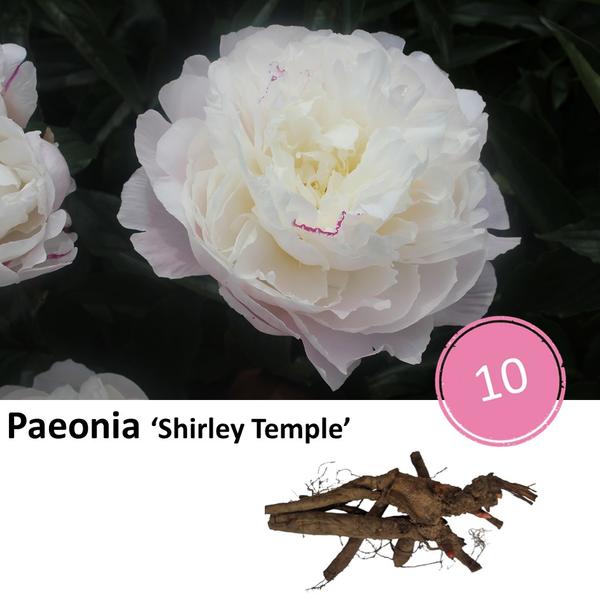 Pioenrozen - Paeonia 'Shirley Temple' - 10x