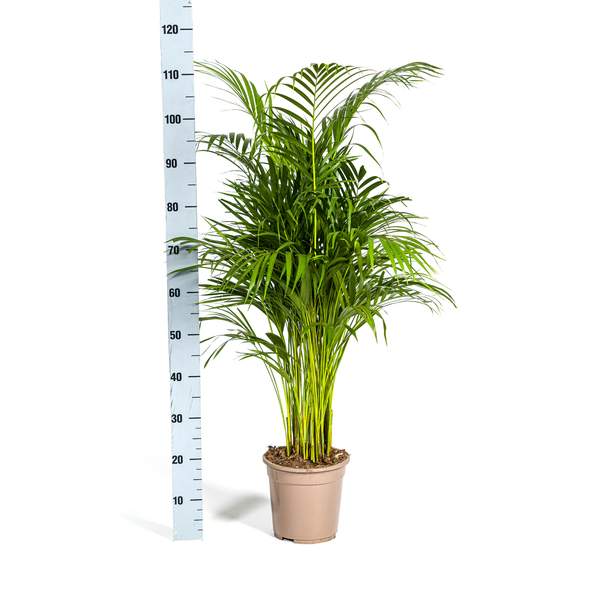 Dypsis Areca Lutescens Ø21cm - ↕110cm