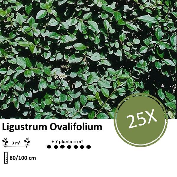 Ligustrum Ovalifolium - Blote wortel - 80/100 - 25x