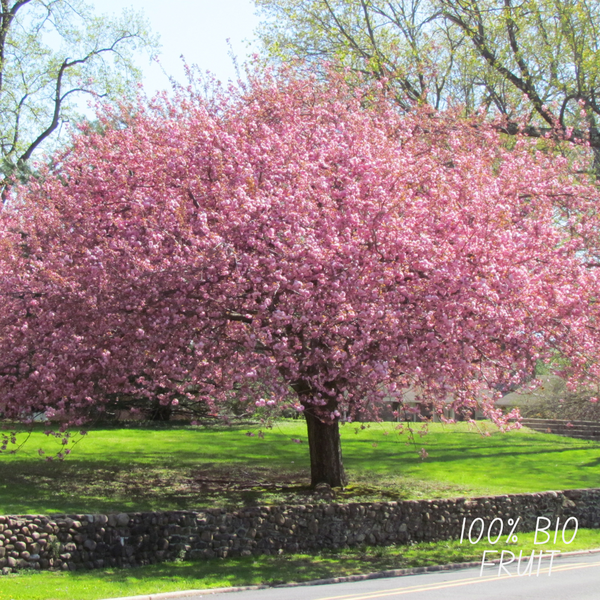 Biologische Kersenboom - Prunus Avium - 1x - ↕60cm - Ø20cm