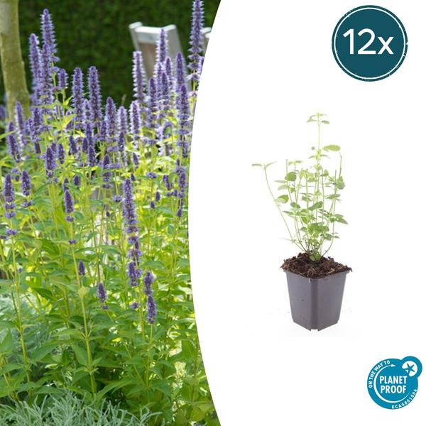 Agastache 'Black Adder' - ↕10-25cm - Ø9cm - 12x