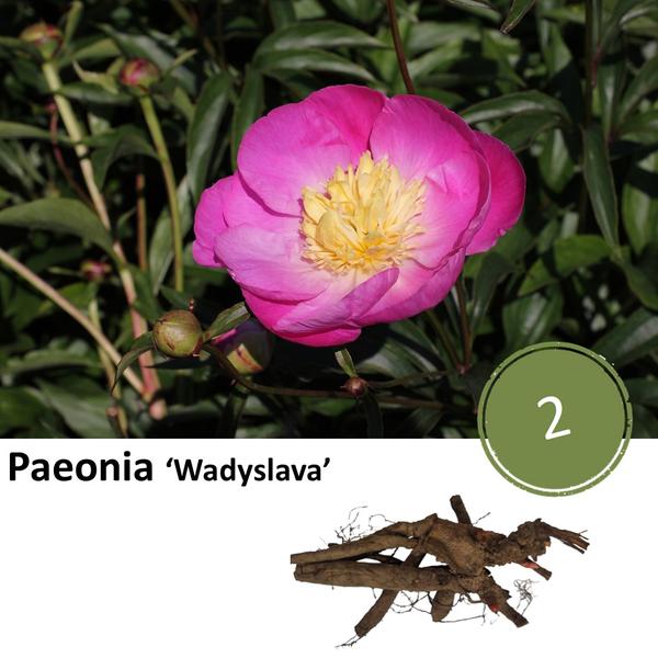 Pioenrozen - Paeonie 'Wadyslava' - 2x